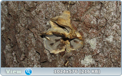 0_11cd35_778cf64_orig.png