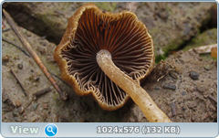 0_127f15_5a0bb2bc_orig.png