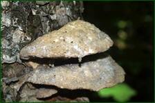 0_fdecd_d5108b36_orig.jpg
