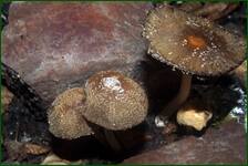 0_fdf25_b679d221_orig.jpg