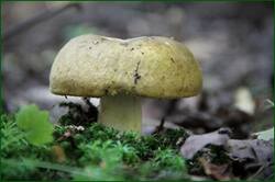 0_147489_cb407b6e_orig.jpg