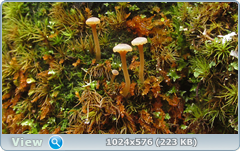0_12769a_bdae96b0_orig.png