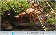 0_1276a6_58380a3d_orig.png