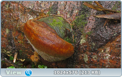 0_12ab97_8098b61d_orig.png