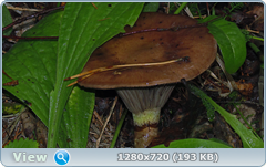 0_f0319_fccbb796_orig.png