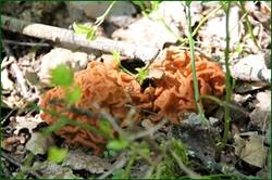 0_141c0b_29e696bb_orig.jpg