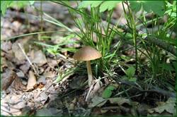 0_141c13_99979e6e_orig.jpg