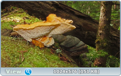 0_12ab83_b7638107_orig.png