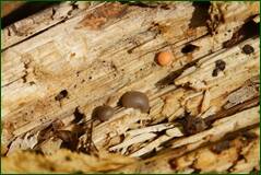 0_ff870_5ee81b35_orig.jpg