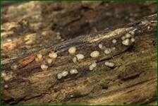 0_fe144_5e953e79_orig.jpg