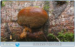 0_12ab99_574f8645_orig.png