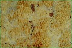 0_ff832_f8f1a72c_orig.jpg