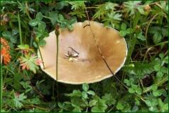 0_1003bf_e59394e6_orig.jpg