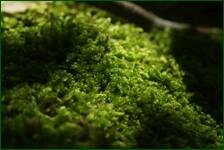 0_fdef7_71e05b84_orig.jpg