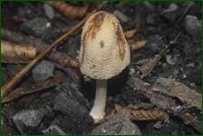 0_fdf21_78809753_orig.jpg