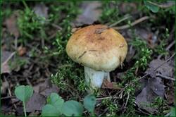 0_1493a6_ff670661_orig.jpg