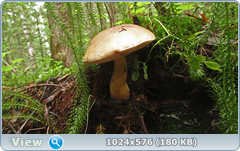 0_12af8e_76468c72_orig.png
