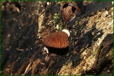 0_fe0c6_84e33d55_orig.jpg