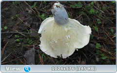 0_11fcac_1ff23ce5_orig.png
