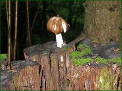 0_146c50_14e5fe68_orig.jpg