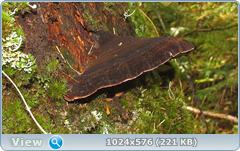 0_12da20_5f973622_orig.png