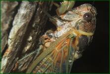 0_fd1dc_1c266d5_orig.jpg