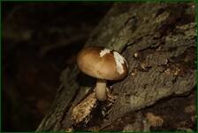 0_fde95_e6c19fa6_orig.jpg