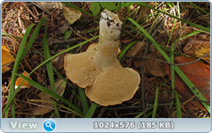 0_12c6d8_b0a35b70_orig.png