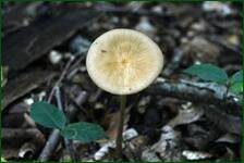 0_fdf65_d5603de_orig.jpg