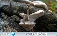 0_12bf61_8b808a34_orig.png