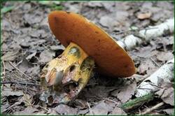 0_14746f_d72706ba_orig.jpg