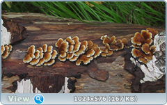 0_12c1bd_7a14714f_orig.png