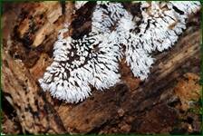 0_ff244_99012878_orig.jpg