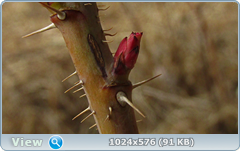 0_1242d0_8a757d_orig.png