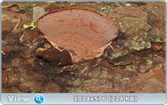 0_12770f_cabcbe53_orig.png