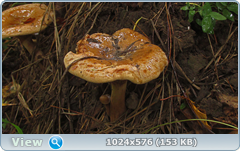 0_12d9cf_c4b742c7_orig.png
