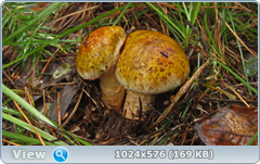 0_12d9db_8397c18a_orig.png