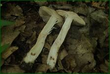 0_fc63b_549f5bb_orig.jpg