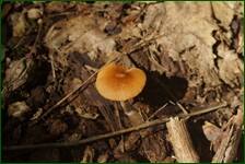 0_fe23a_611f7b71_orig.jpg