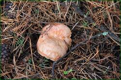 0_147c30_3eab7efa_orig.jpg