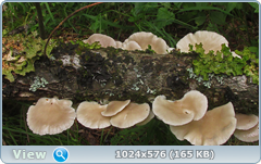 0_12afd6_32f00867_orig.png