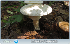 0_12bef5_1d8eb1c8_orig.png