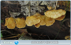 0_12bf2d_8c2fa628_orig.png