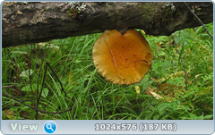 0_12c18e_15fc2cf1_orig.png