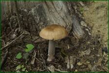 0_fc657_3c6876ba_orig.jpg