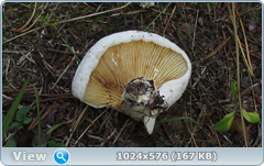 0_11fca8_5ad5a608_orig.png