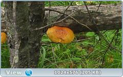 0_12c190_98acd4ad_orig.png