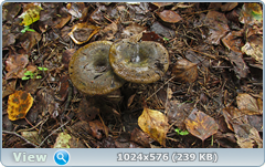 0_11fcc9_9997be34_orig.png