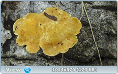 0_12bf33_8714a1b0_orig.png