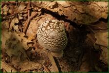 0_fccd5_3582e46e_orig.jpg